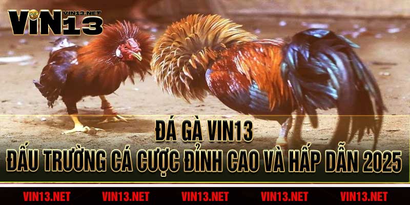 Đá Gà Vin13