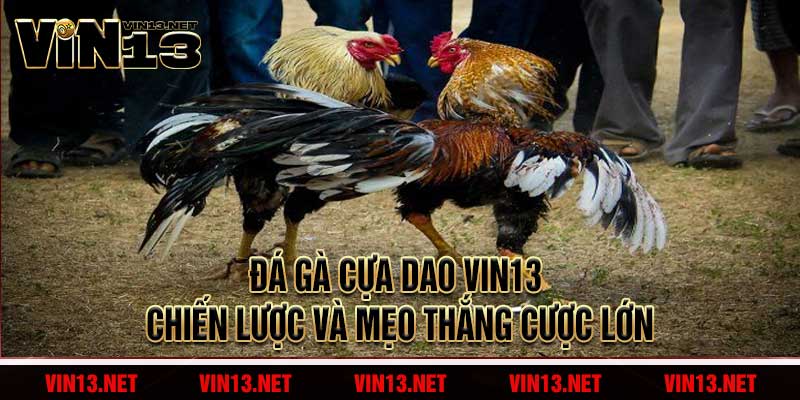 Đá Gà Cựa Dao